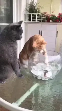 cat defends fish from other cat
