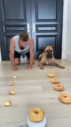 Dog Donut Eating Contest | Funny Dog Video | Cute Dog | Adorable Dogs | Bull Mastiff | Gentle Giant