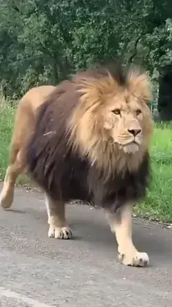 🦁👑