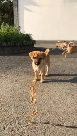 The puppy's eyes were full of confusion💖🐾😻