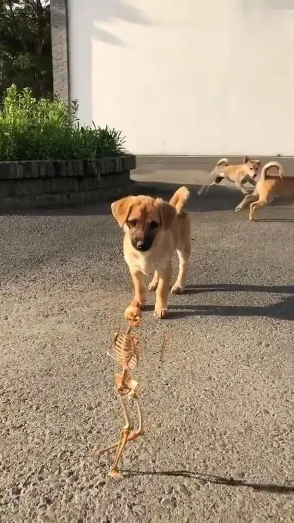 The puppy's eyes were full of confusion💖🐾😻