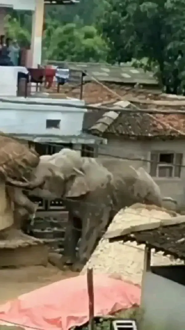 Angry Elephant