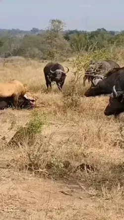 See how the herd of buffalo drove the lions | wildlife animals | #shorts