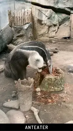 ANTEATER