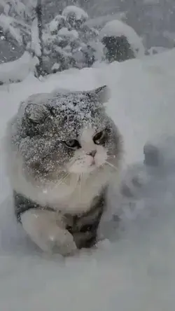 The Iceland Cats and cat's reaction the car.🐾🤗🤩😻😽