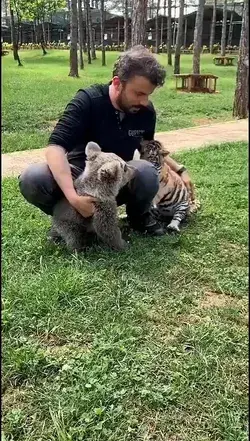 little tiger wants to play with baby bear.. but baby beat don`t want to ...