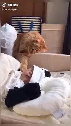 This cat loves this baby 💖💖💖💖