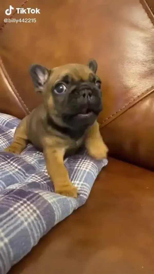 A Cutest Bulldog Baby