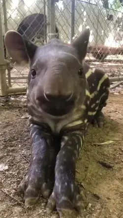 How cute is this Tapir from 1-10 ?🥰