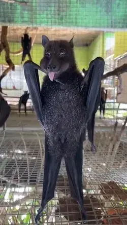 Fruit bat enjoying fresh papaya