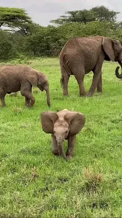 Little elephant 🐘, HI is so cute 😍