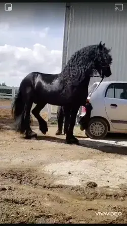 Dancer horse