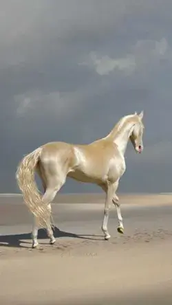 World Rarest & Most Beautiful Horse Breeds in the World | Top 10
