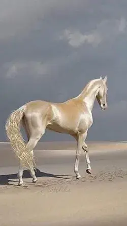 What a Wonderful Horse