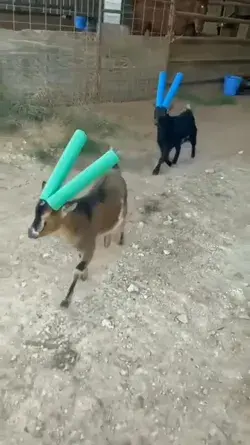 Baby goats with pool floaties to protect their horns 😂😊