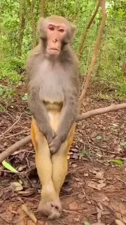 New Animal Video | Top Animal Video | Animal Video | #monkey #sadmonkey