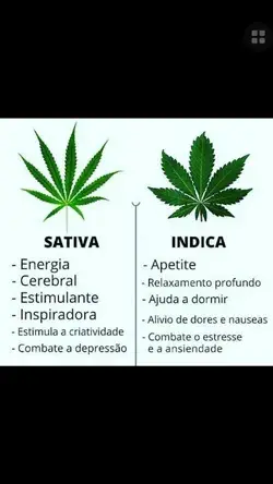 INDICA SATIVA ☄️