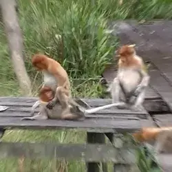 Juvenile Proboscis Monkeys Going Crazy | Labuk Bay | Borneo | Part 2 | 2011