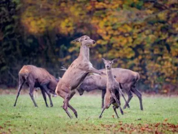 Emotionale Momente: Hirschbrunft. Part III. Foto-Puzzle Bild von Ingo Gerlach Puzzle