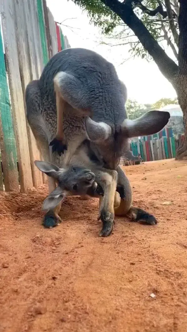 This baby kangaroo will make your day 😍