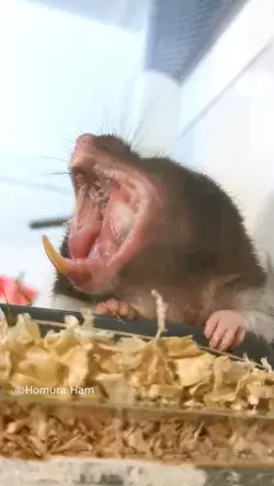 Hamster Yawning video