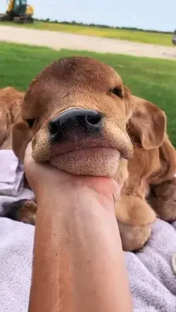 little cow having spa day😌