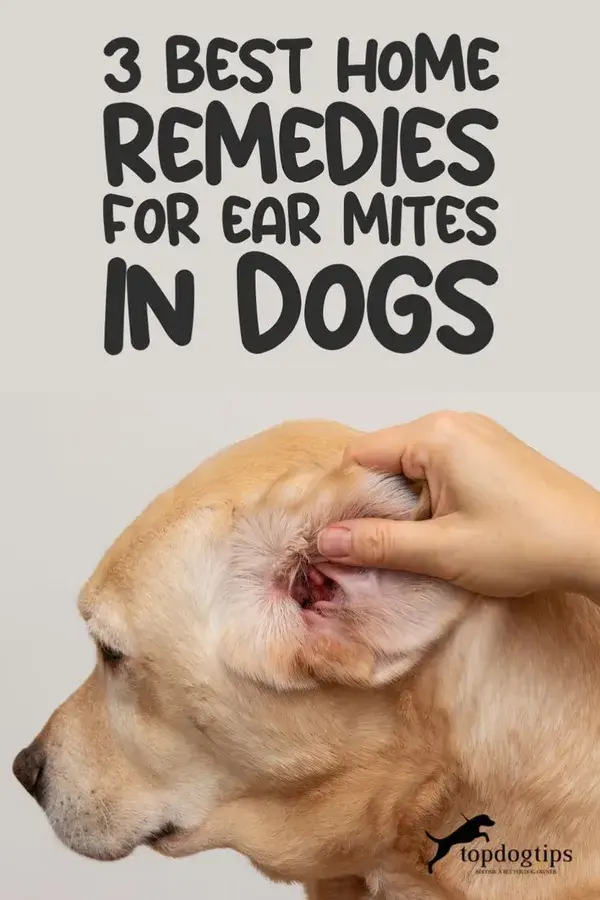 Happy Ears, Happy Pups: Top 3 Home Remedies for Ear Mites 🏡🐶