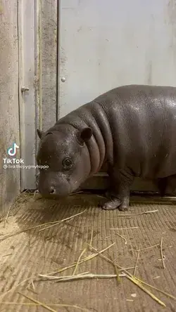 I didn’t know baby hippos are so cute