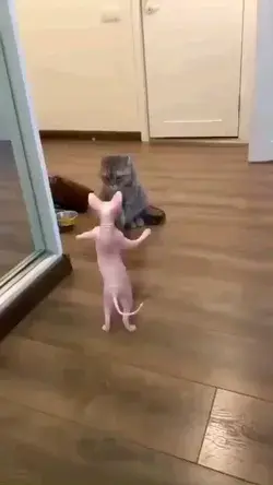 Cute Pet Cat funny dance