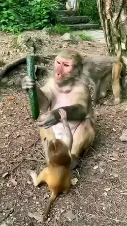 monkey kids