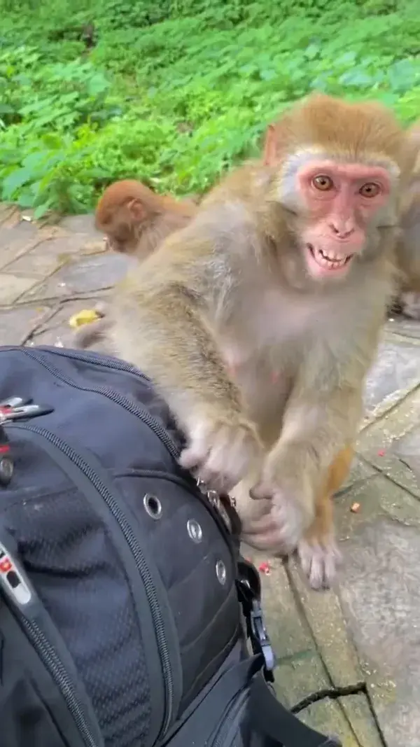 Cute Monkey