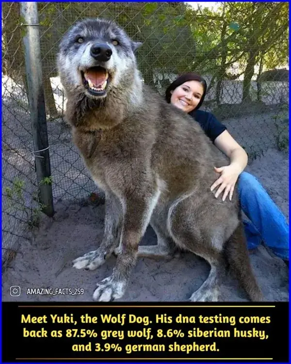 Meet Yuki, the Wolf Dog. His dna testing comes back as 87.5% grey wolf, 8.6% siberian husky, and 3.9