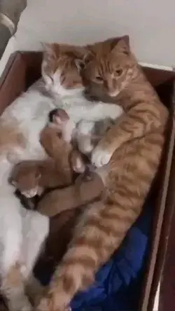 Happy Cats Family ❤️ Awwwwww😱