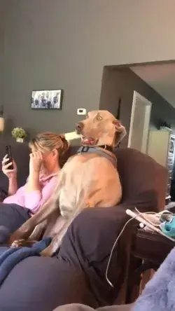 shocked dog