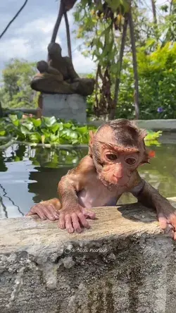 How cute is this baby monkey fella?