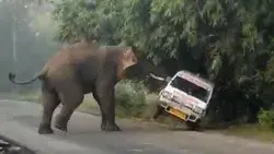 Elefante enfurecido ataca ambulancia