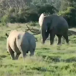 An elephant trolls a rhinoceros_imgur