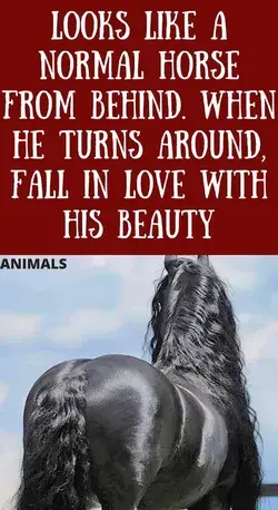 Looks Like A Normal Horse From Behind. When He Turns Around, Fall In Love With His Beauty