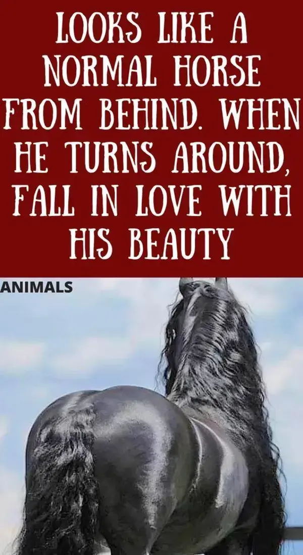 Looks Like A Normal Horse From Behind. When He Turns Around, Fall In Love With His Beauty