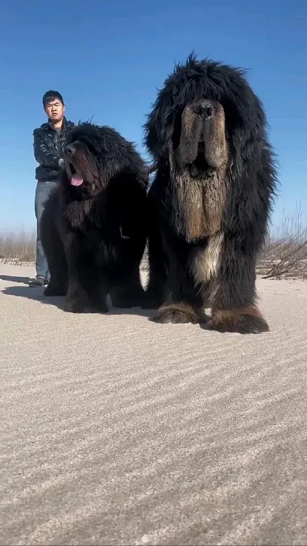 those are some really big dogs 🐕 😳