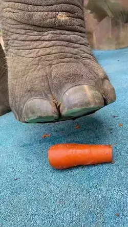 Mei Mei loves to crush her carrots 🥕 before eating them. The name Mei is girls name of....