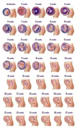 A Week by Week Look at Your Early Childhood