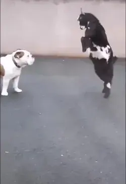 fanny dog and he goat fight