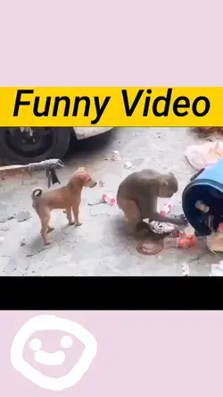 very very funny video dog and monkey