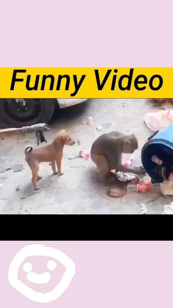 very very funny video dog and monkey