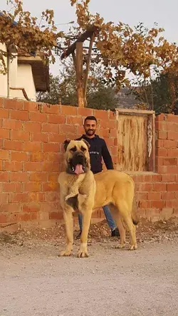 Largest Dogs breed in the World