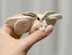 Is This 'Poodle Moth' Real?