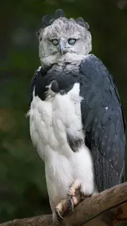 Harpy Eagle • The biggest in the world