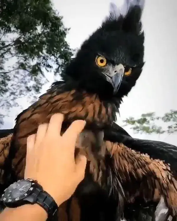 The majestic and endangered Black & Chestnut Eagle