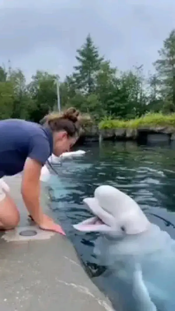 with white dolphin